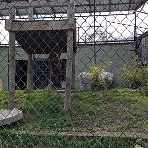 Carnivore complex - Bengal tiger cage #1