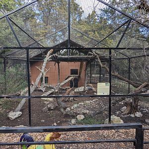 Green iguana habitat near train station