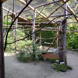 African walkthrough aviary - Grey parrot & Lilian's lovebird aviary