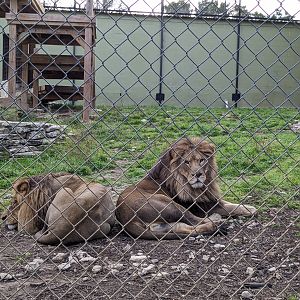 Carnivore complex - "Transvaal lions"