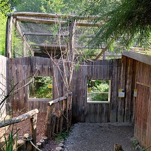 African walkthrough aviary - Grey parrot & Lilian's lovebird aviary