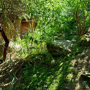 African walkthrough aviary - Songbird aviary