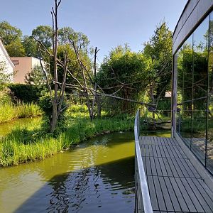 Black & white ruffed lemur pavillion