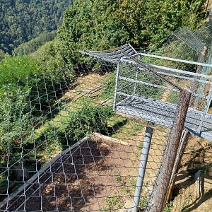 Missouri cougar enclosure