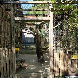 South America House - Buffon's macaw aviary