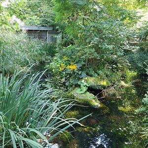 Cotton-top tamarin enclosure