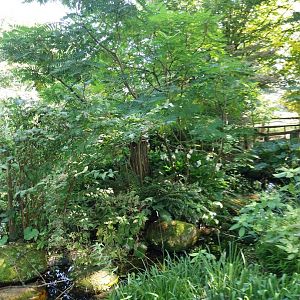 Cotton-top tamarin enclosure