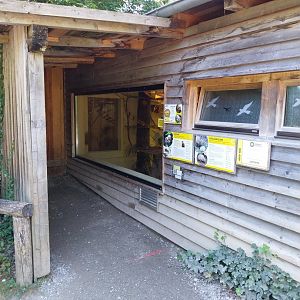 Cotton-top tamarin & Southern three-banded amadillo