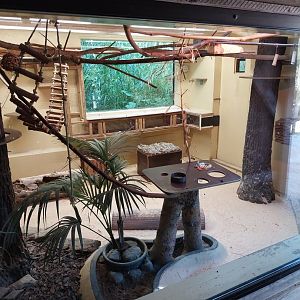 Cotton-top tamarin & Southern three-banded amadillo