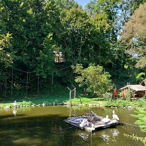 Dalmatian pelican, siamang and Bolivian squirrel monkey enclosures