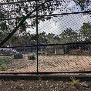 New cheetah yard (former black bear)