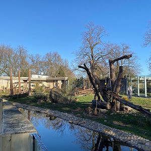 Zoo Heidelberg- Syrian brown bear enclosure- 2023