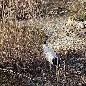Zoo Heidelberg- Manchurian Crane- 2023