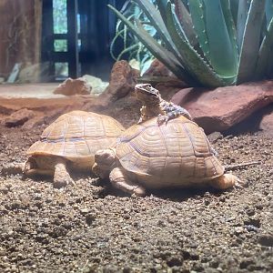 Zoo Heidelberg- starred agama sitting on top of Egyptian tortoise- 2023