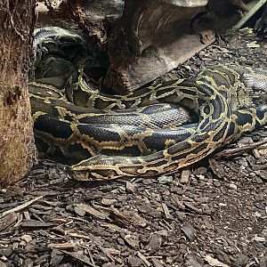 Zoo Heidelberg- Burmese python- 2023
