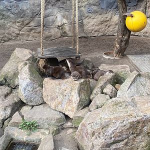 Zoo Heidelberg- family of small clawed otter- 2023