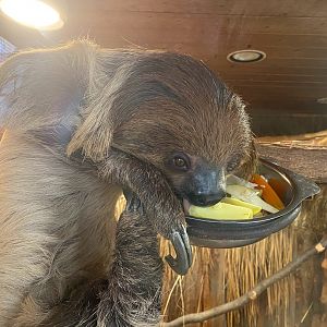 Zoo Heidelberg- two-toed sloth eating- 2023