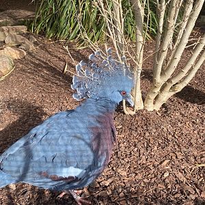 Zoo Heidelberg- crowned-pigeon- 2023