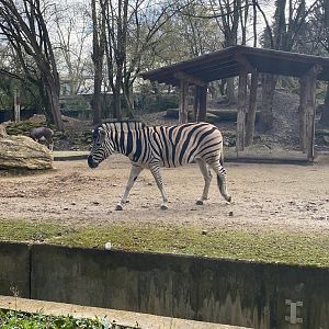 Zoo Heidelberg- plains zebra- 2023