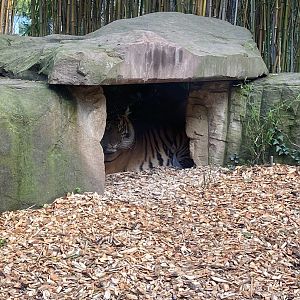 Zoo Heidelberg- Sumatran tiger- 2023