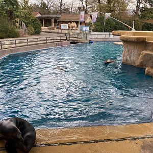 Zoo Heidelberg- South american sea lion enclosure- 2023