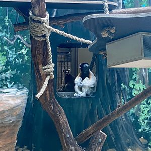 Zoo Heidelberg- Crowned sifaka and ring tailed lemur- 2023