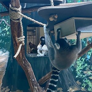 Zoo Heidelberg- Crowned sifaka and ring tailed lemurs- 2023