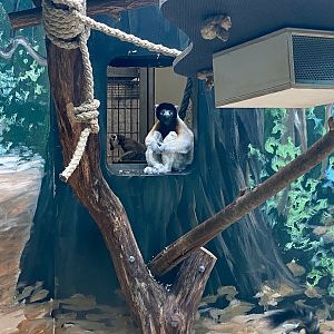 Zoo Heidelberg- Crowned sifaka and ring tailed lemur- 2023