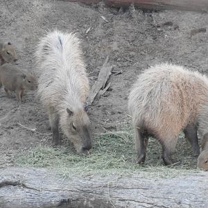 Capybara