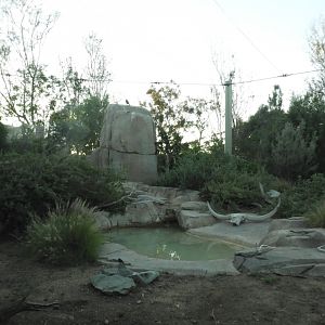 California condor enclosure