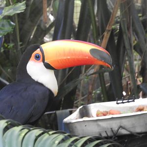 Toco toucan