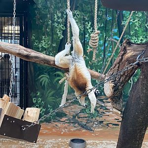 Zoo Heidelberg- crowned sifaka- 2023