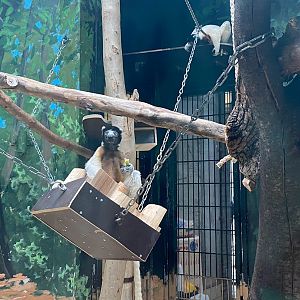 Zoo Heidelberg- crowned sifaka- 2023