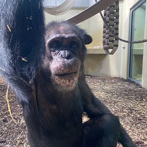Zoo Heidelberg- chimpanzee- 2023