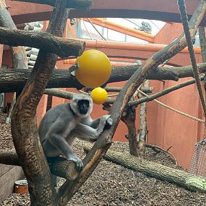 Zoo Heidelberg- Northern plains grey langur- 2023