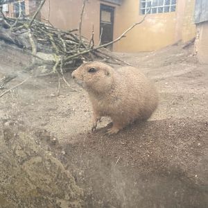 Zoo Heidelberg- black-tailed prairie dog- 2023