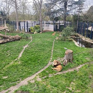 Zoo Heidelberg- new lion enclosure- 2023