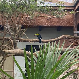 Zoo Heidelberg- keel-billed toucan- 2023