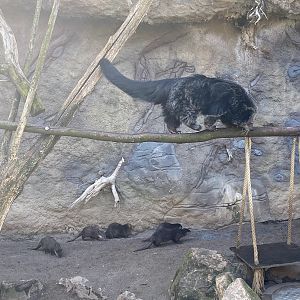 Zoo Heidelberg- binturong together with small-clawed otter- 2023