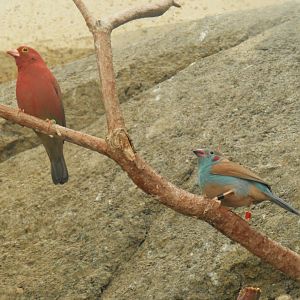 Red-billed firefinch and red-cheeked cordon bleu