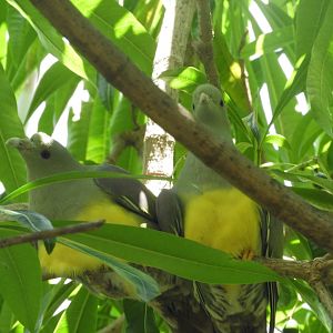 Bruce's green pigeons