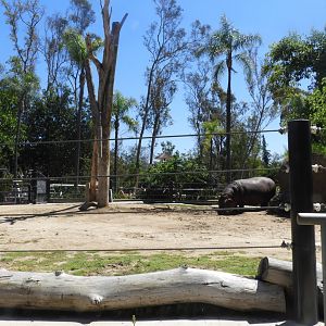 Temporary hippo enclosure