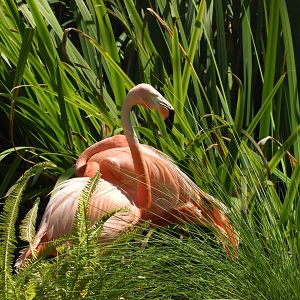 American flamingos