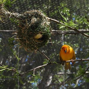 Taveta weaver