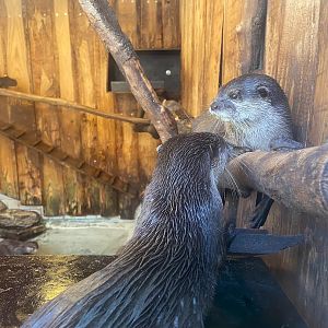 Zoo Heidelberg- Asian small-clawed otter- 2023