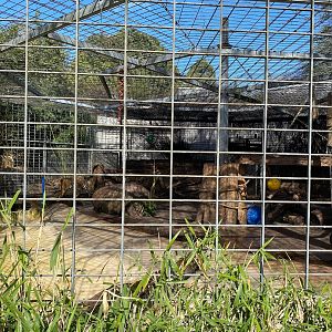 Zoo Heidelberg- old Sumatran tiger enclosure. 2023