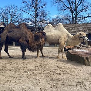 Zoo Heidelberg- Bactrian camel- 2023