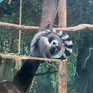 Zoo Heidelberg- ring-tailed lemur- 2023
