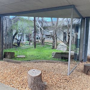 Zoo Heidelberg- chimpanzee enclosure- 2023