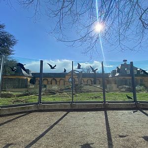 Zoo Heidelberg- view onto Syrian brown bear enclosure- 2023